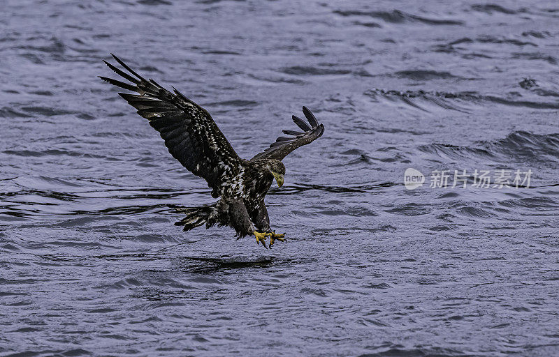 白头鹰(Haliaeetus leucocephalus)是一种发现于北美的猛禽。位于查塔姆海峡巴拉诺夫岛卡斯尼库湾的隐藏瀑布。阿拉斯加。一只飞翔和钓鱼的少年。